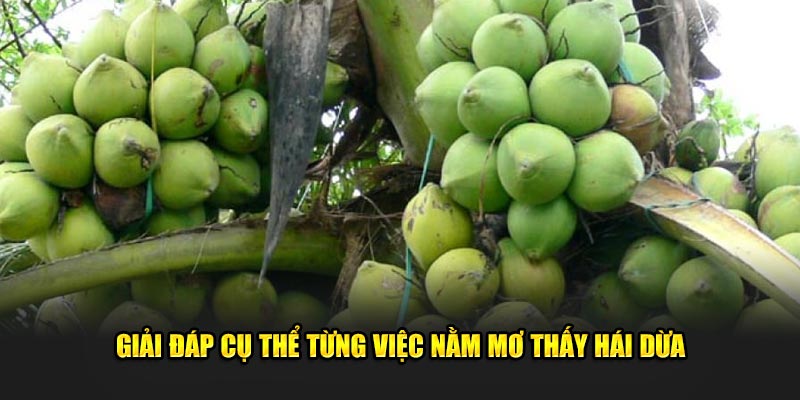 Giải đáp cụ thể từng việc nằm mơ thấy hái dừa