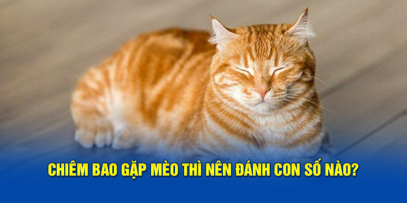 Chiêm bao gặp mèo thì nên đánh con số nào