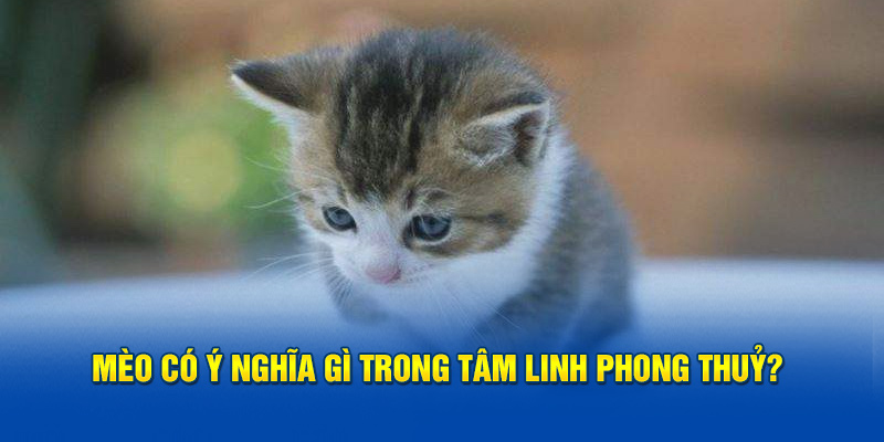 Mèo có ý nghĩa gì trong tâm linh phong thuỷ